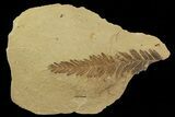 Metasequoia (Dawn Redwood) Fossil - Montana #79572-1